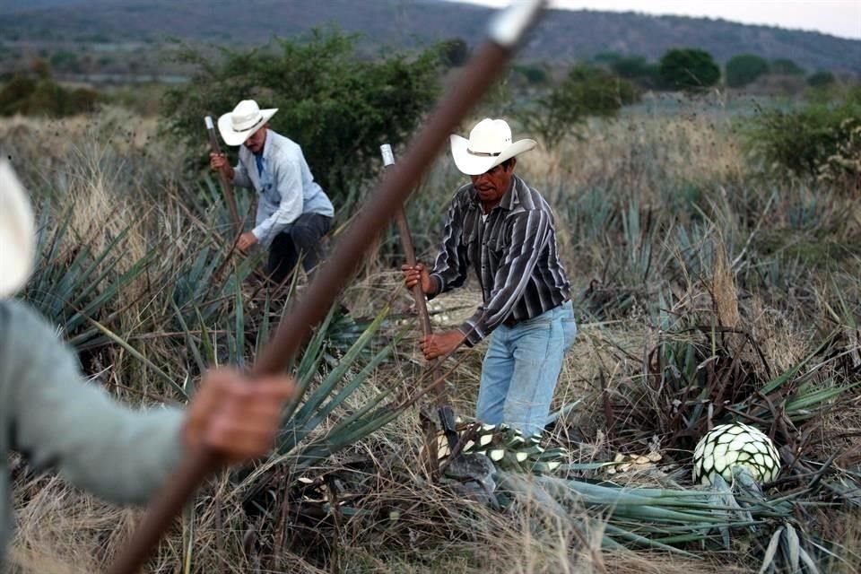 El ciclo del agave no se puede aplazar, pues causaría pérdidas muy elevadas en la parte agrícola.