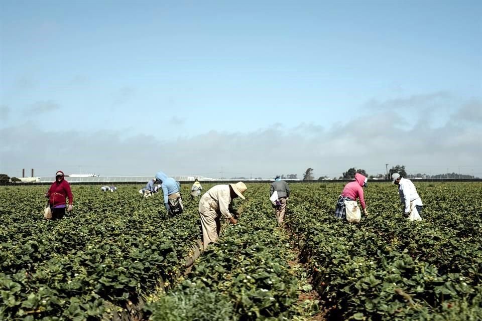 Representantes del sector agroalimentario en EU urgieron a Biden tomar medidas frente a acciones que México ha tomado y afectan comercio.