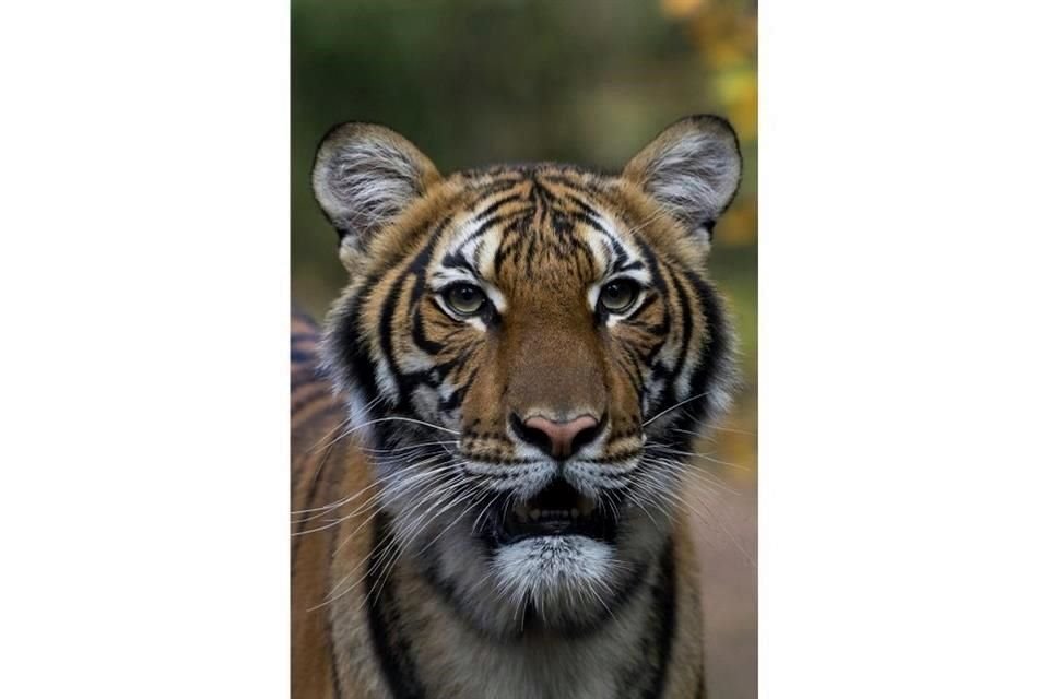 Nadia dio positivo al virus y se cree que otros seis tigres pueden estar infectados, tras entrar en contacto con un cuidador de zoológico enfermo.