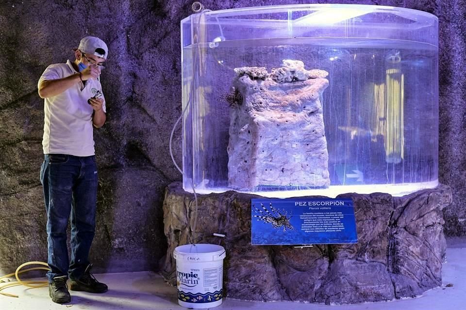Christian Castan trata de equilibrar la temperatura del agua de la pecera, del acuario del zoológico, y la del bote donde se encuentran dos peces escorpión.
