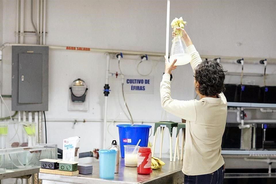 En el laboratorio de medusas puede aprenderse cómo se reproduce esta especie. Especialistas están a su cuidado.
