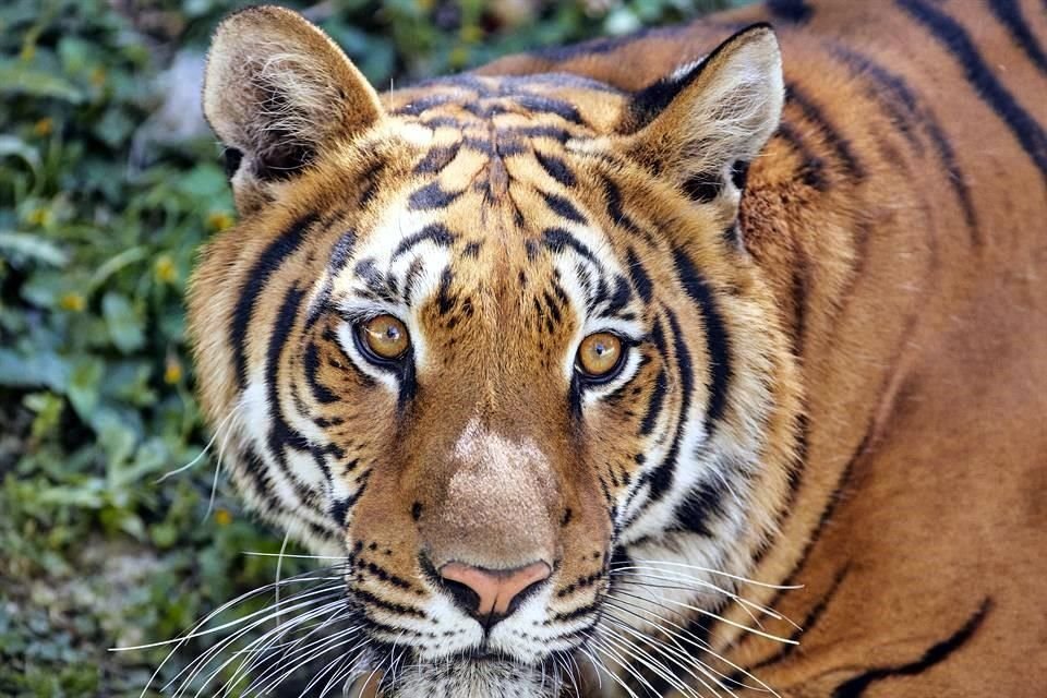Entre los especímenes del zoológico hay tigres, los cuales estarían en riesgo por el coronavirus.