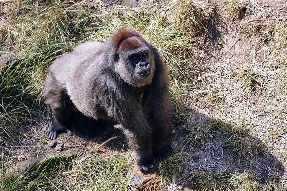 Ponen especial atención a los primates por la similitud con el genoma de los humanos.