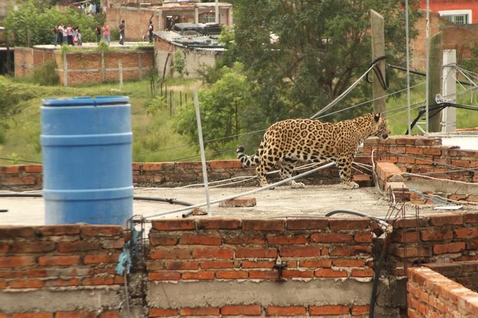 Un jaguar en una azotea fue encontrado en la Colonia Santa Paula, en Tonalá, el 4 de octubre de 2014.