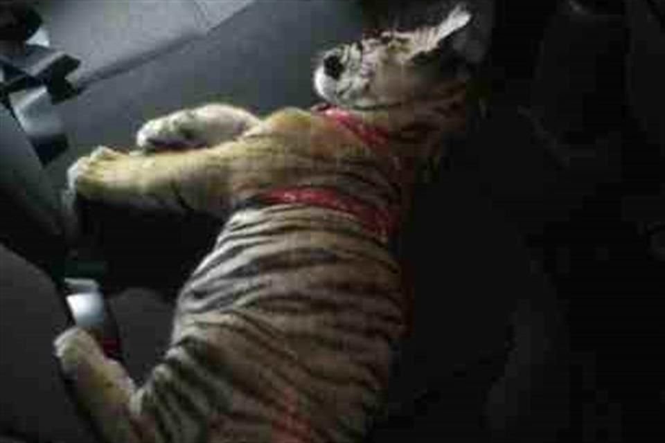 El 28 de mayo de 2016, tras atender un choque en López Mateos Sur, a la altura de la Glorieta de la Estampida, autoridades hallaron un tigre en un auto.