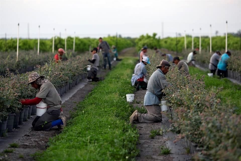 En México el uso del glifosato es apoyado por los productores agropecuarios, por menores costos y porque no hay sustituto.