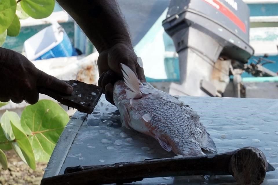 'Si México no atiende el problema de la pesca ilegal, las repercusiones comerciales van a ser más fuertes' señaló la Canainpesca.