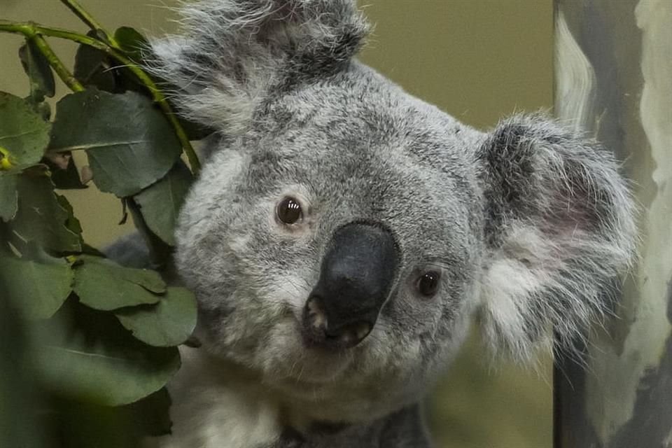 Los koalas podrían desaparecer en el este de Australia en los próximos 30 años, advierte un informe.