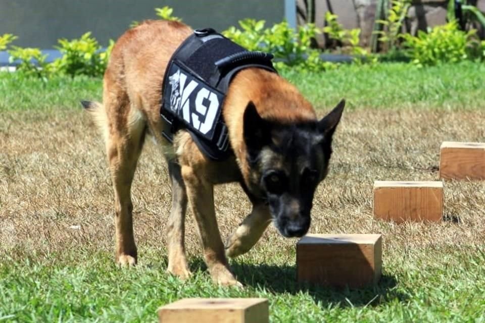 Quince perros del Escuadrón Canino K-9 de la Comisaría de Guadalajara fueron certificados por la Asociación Internacional de Formación y Capacitación de Entrenadores de Perros.