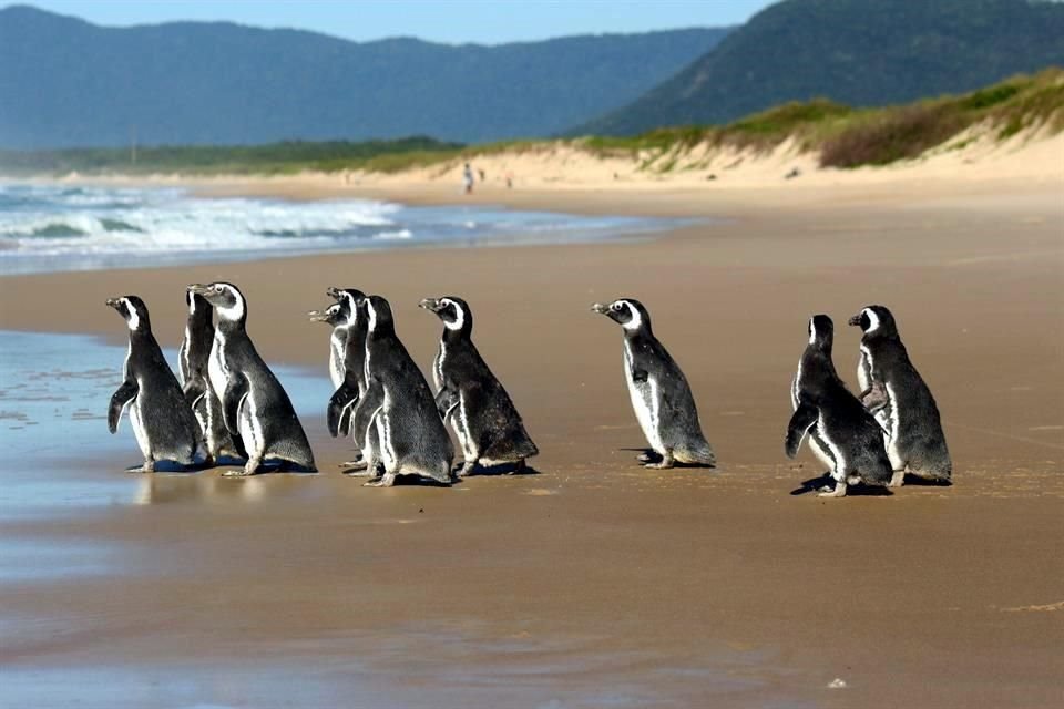 Un récord de 2 mil 567 pingüinos varados fueron rescatados en el primer semestre de este año en las playas de Brasil.