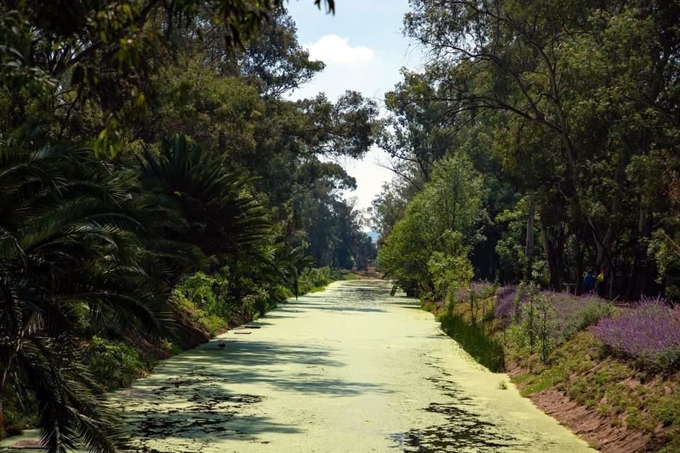 En ese tramo el agua ya presenta helecho acuático conocido como chilacastle, que se puede convertir en plaga y no permite el paso de la luz al afluente.