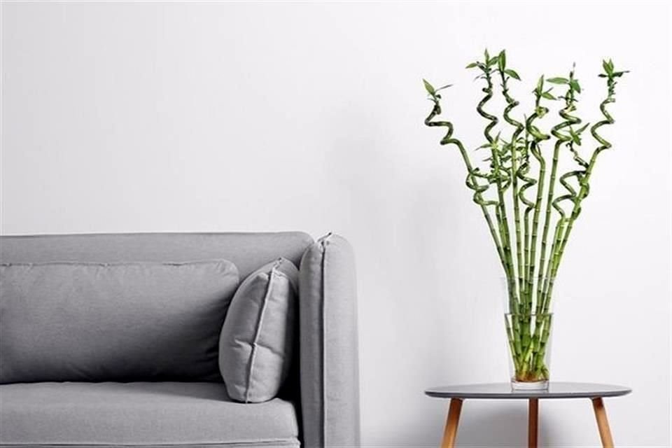 Decora tu casa con estas plantas, que requieren pocos cuidados, se dan bien en zonas urbanas y absorben sustancias tóxicas.