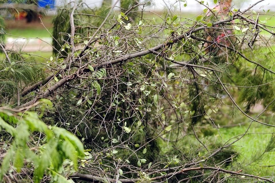 El muérdago bebe los nutrientes de la planta hasta secarla.