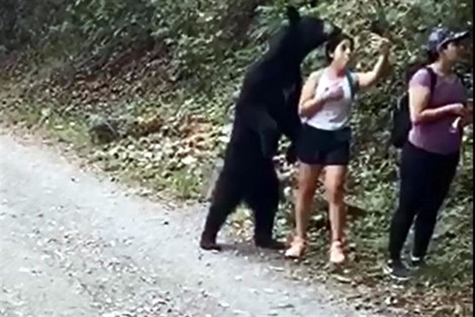 En un video que circuló esta mañana en redes sociales se aprecia que el oso se acerca a una de las paseantes, la toca e intenta morder.