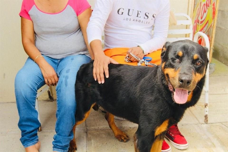 Kaiser perdió un ojo y sufrió quemaduras en el 30 por ciento de su cuerpo, pero se recuperó y, junto con 'Daisy' estuvieron a la espera de ser adoptados.