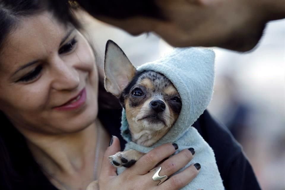 Adoptar una mascota abandonada o en situación de calle es un acto responsable.