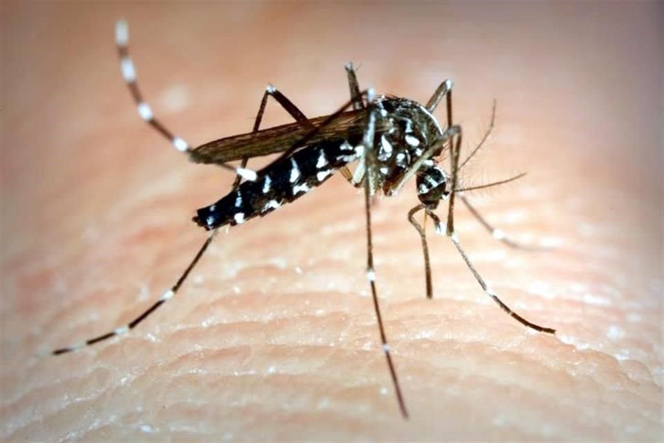 La urbanización y el clima seco provocan que los mosquitos prefieran picar a los seres humanos, señala estudio.