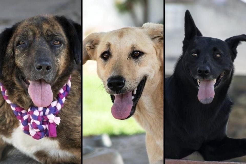 Zoey, Agus y Yoli buscarán un hogar durante el primer DOGS EN ZOOM, un evento en línea de adopción.