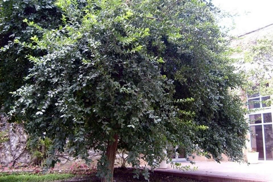 Existen distintos motivos por los que la vegetación es de gran ayuda en las urbes.