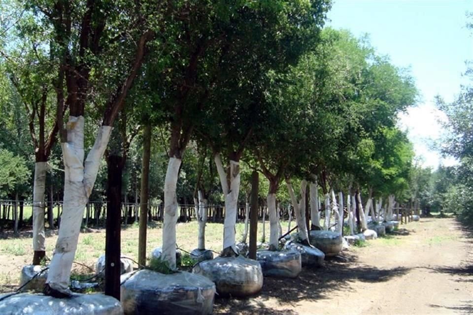 Existen distintos motivos por los que la vegetación es de gran ayuda en las urbes.