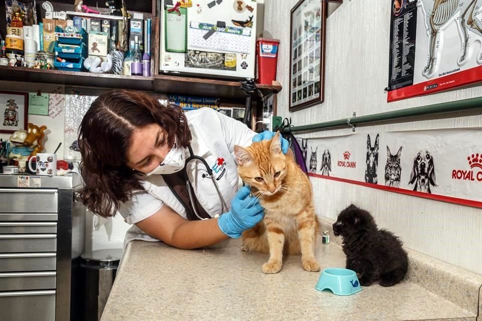 Fernanda Navarro, veterinaria con más de 25 años de experiencia, ofrece sus servicios con Vet Care de Zapopan. En la foto, durante la revisión de 'Toshiro' y 'Kiu' (negro).
