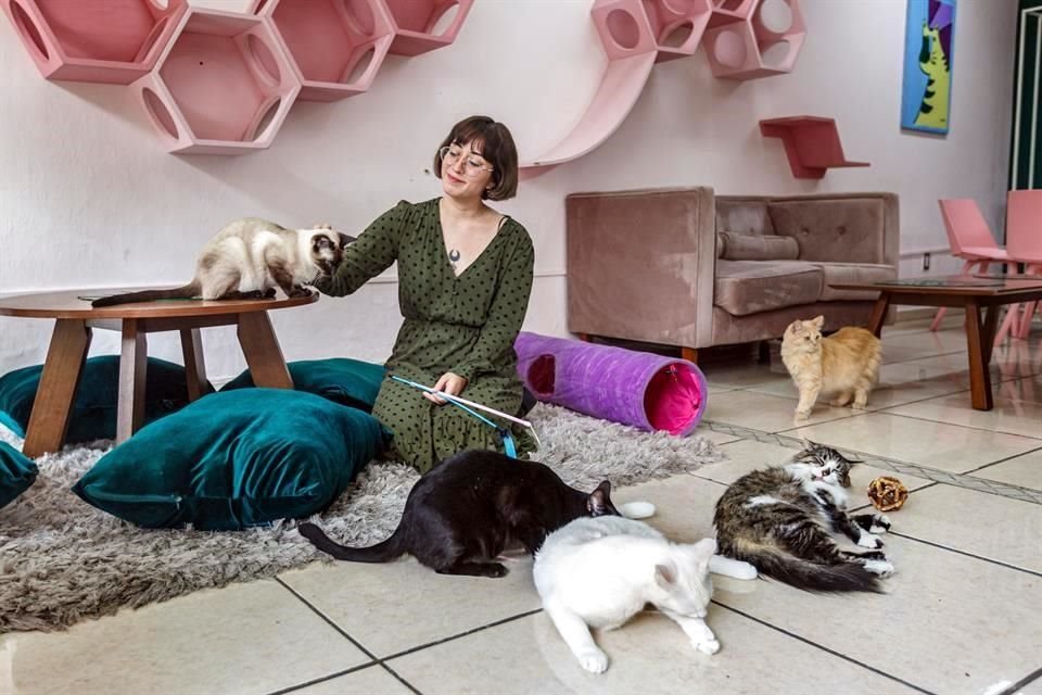 Nancy Torres es dueña del café Neko-hi!; el concepto está basado en los Cat-cafe de Japón. Los usuarios conviven con 6 felinos y disminuyen el estrés. Ideal si no puedes tener mascotas.