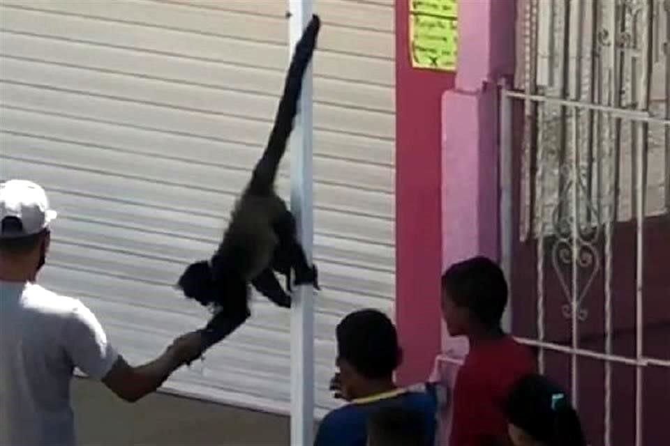 Los vecinos de la zona quedaron maravillados ante la presencia de los animales.