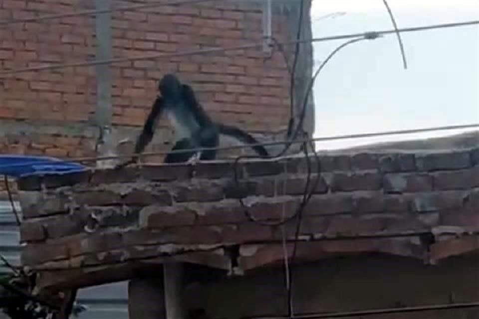 La autoridad no reportó si capturaron a los monos o si siguen en las calles.