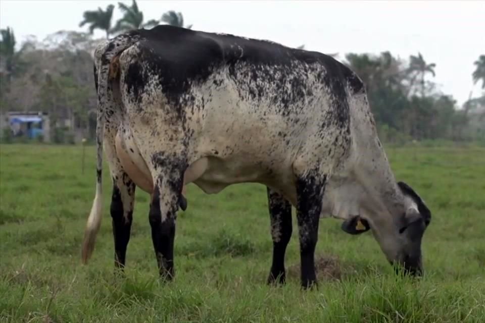 Vacas, lecheros