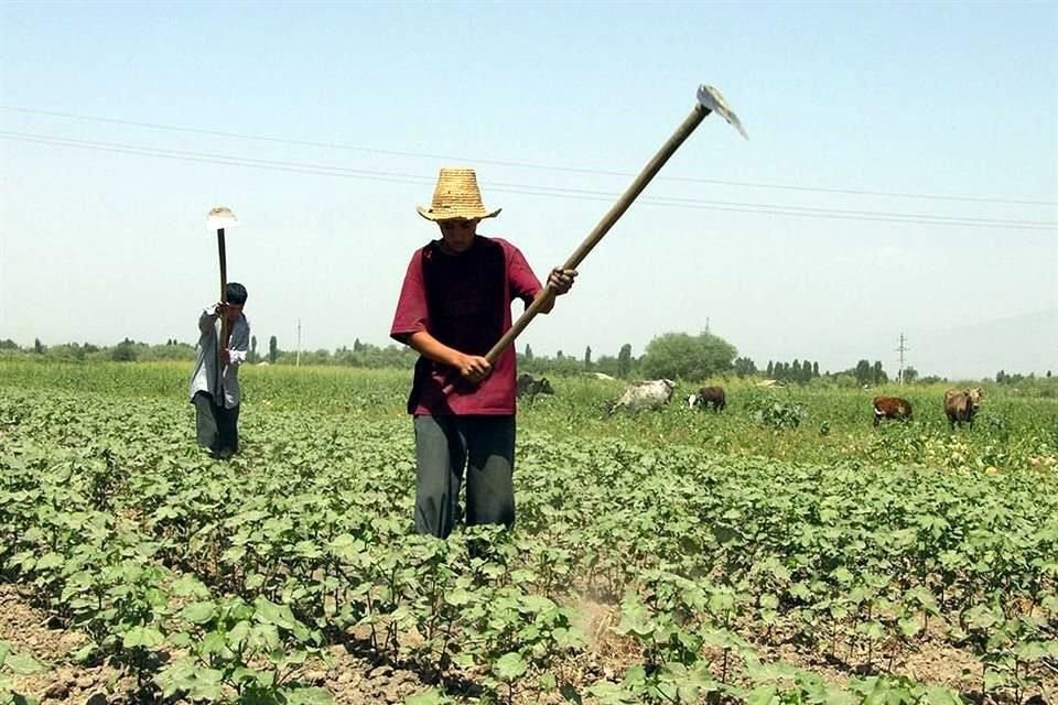 Sector agropecuario, actividades primarias, campo, agro.