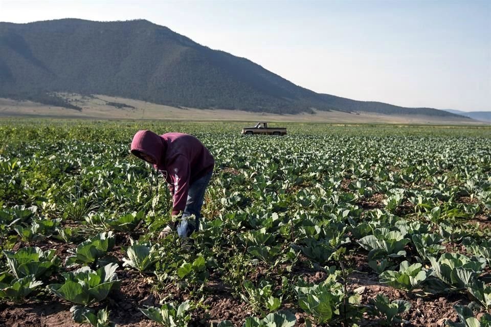 EU cuestionó los avances de México para erradicar el trabajo infantil en el campo.