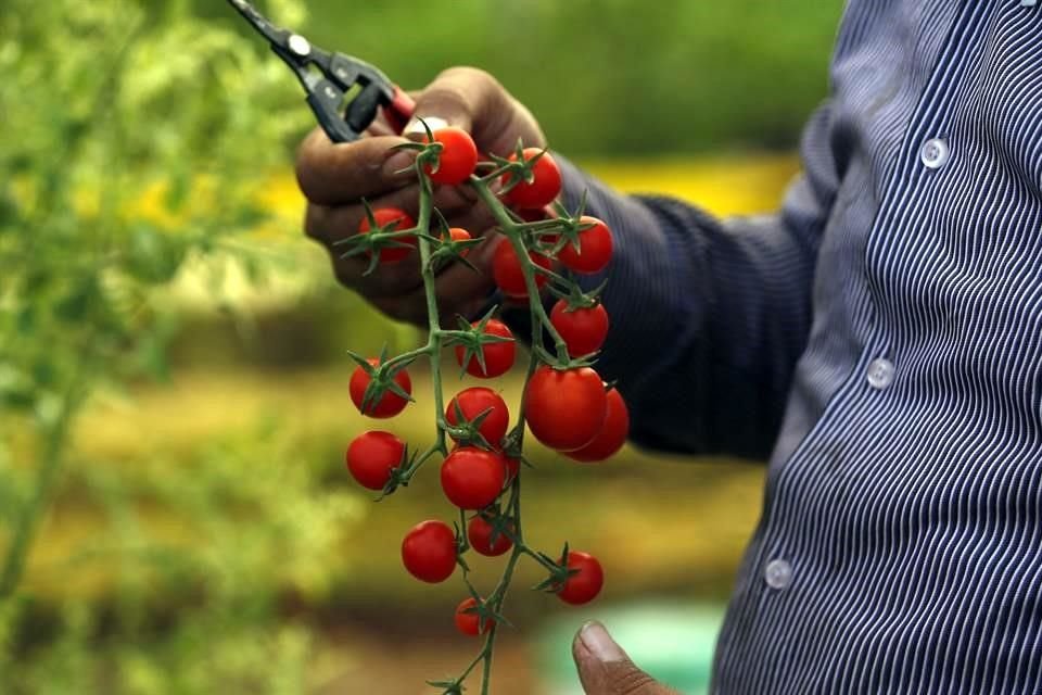 Ante los altos aranceles en las exportaciones agro de México hacia Corea del Sur, SE urgió un tratado comercial con el país asiático.