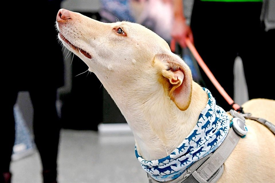 Namibia, Finlandia y Emiratos Árabes Unidos apuestan a los perros para rastrear el coronavirus.