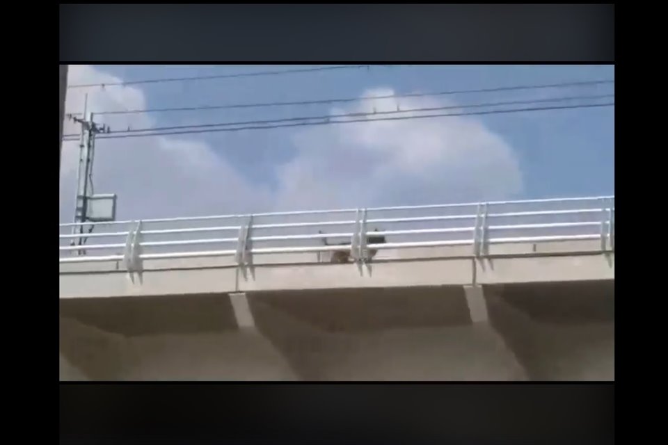 A las 17:20 horas de hoy, el can fue captado en un video 'inspeccionando' el carril de rodamiento de los trenes. 