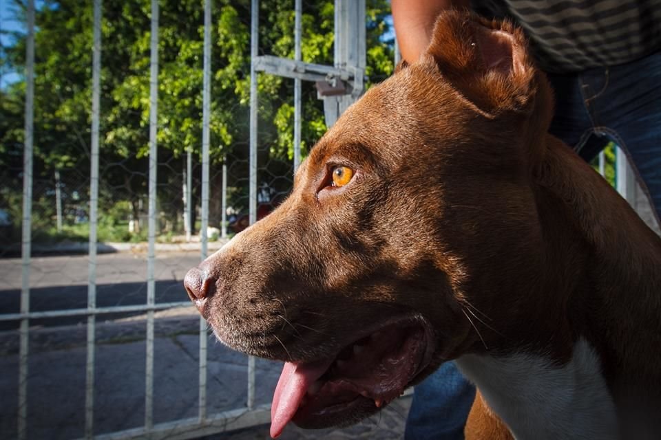 Loma Bonita, Paseos del Sol y Residencial Victoria, en Zapopan, reportan casos de envenenamiento a los animales domésticos.