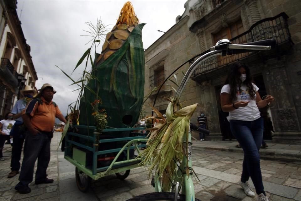 En Oaxaca, organizaciones realizaron una caminata para celebrar el Día del Maíz.