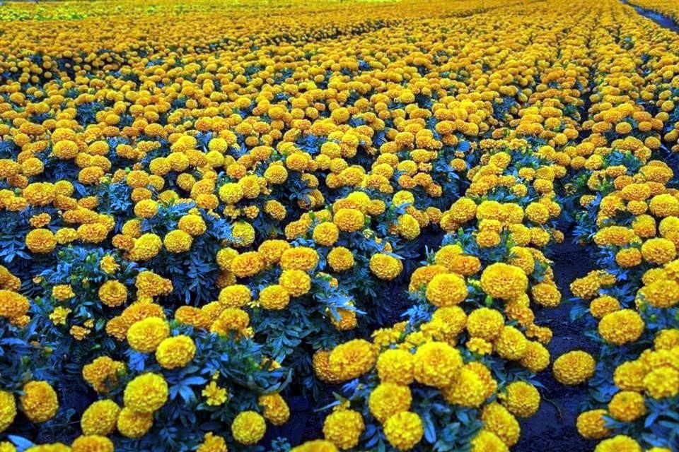 En años anteriores, para la comercialización de las flores de muerto eran ofrecidos espacios en Paseo de la Reforma.