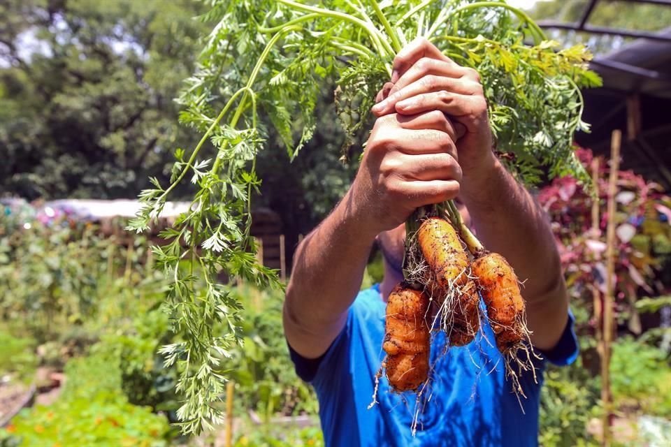 Si te gusta la jardinería, y tienes un patio, azotea o balcón sin utilizar, puedes instalar un pequeño huerto urbano, y comercializar el fruto de tu trabajo.