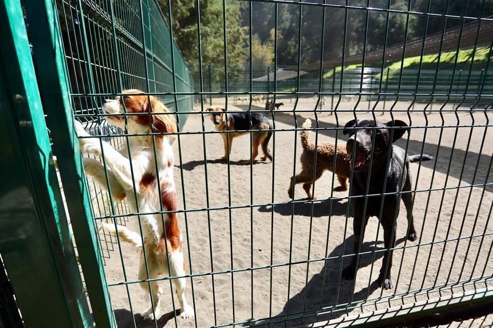 El fin de la propuesta es abonar a que haya una tasa cero de perros y gatos en la calle y de esta forma se respeten sus derechos 