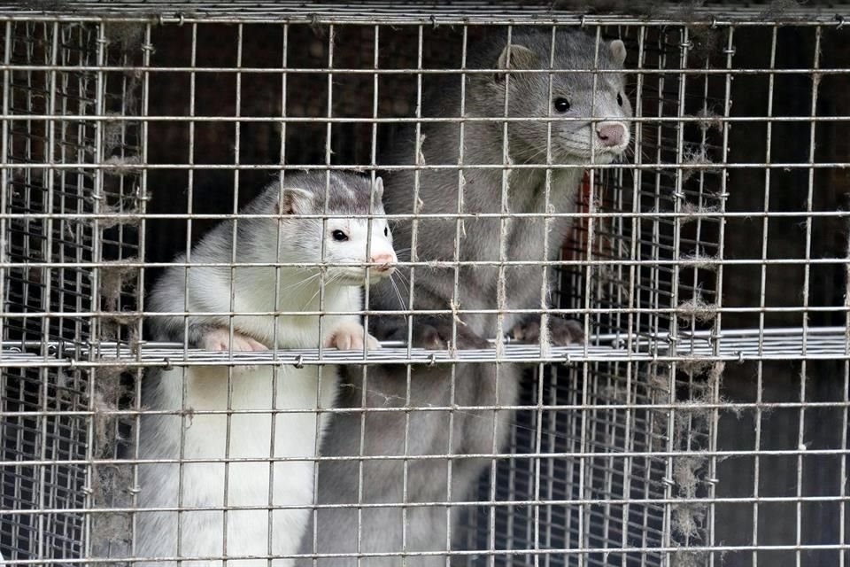 Dinamarca sacrificará a todos sus visones tras detectar en estos animales una mutación del coronavirus que puede transmitirse a los humanos.