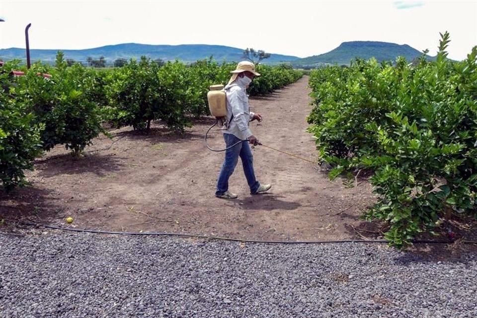 Representantes de la industria de protección de cultivos acusaron la negativa de la Semarnat sobre la importación y uso del glifosato.