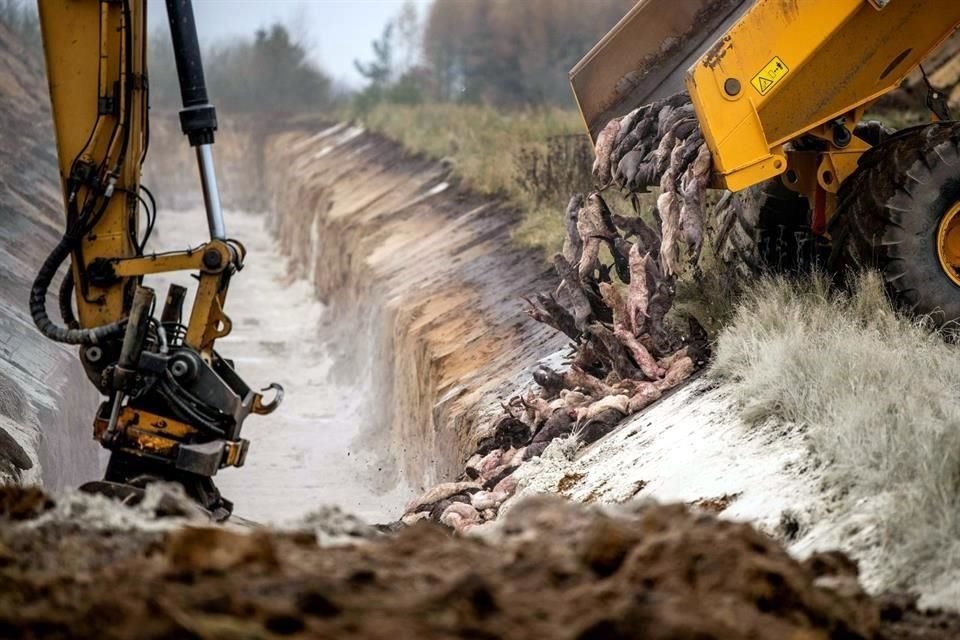 Dinamarca admitió que fue ilegal la orden de sacrificar visones; empero, emitirá una legislación que también frenará su producción en 2021.