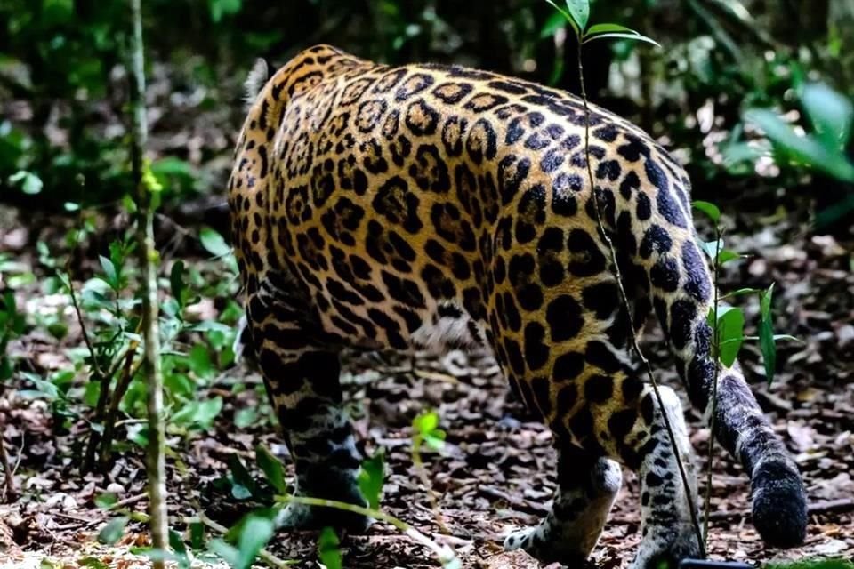 'Covi', jaguar que sufrió heridas graves tras una colisión contra un vehículo en Quintana Roo, pudo recuperarse para volver a la naturaleza.