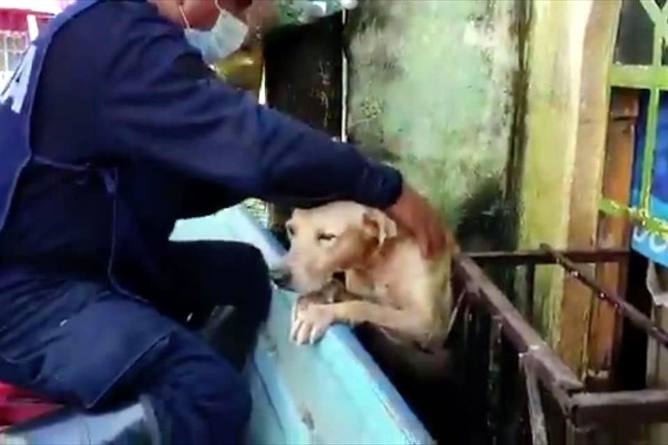 Rescatan a perrito