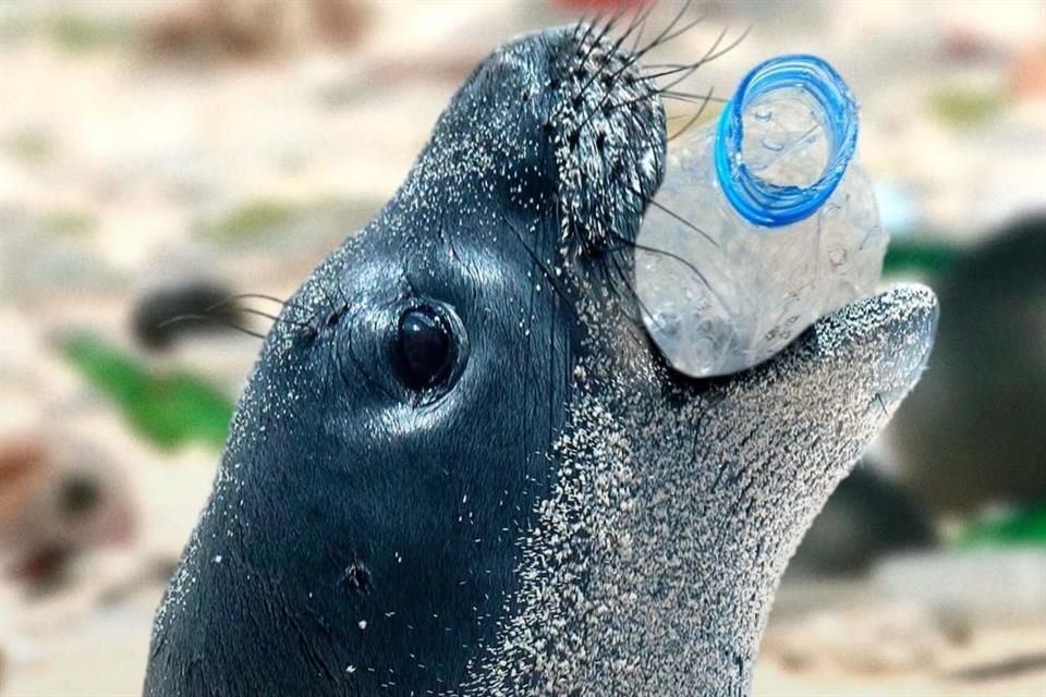En EU, los plásticos han afectado al menos a mil 800 animales marinos. La mayoría están amenazados o en peligro de extinción, revela reporte.
