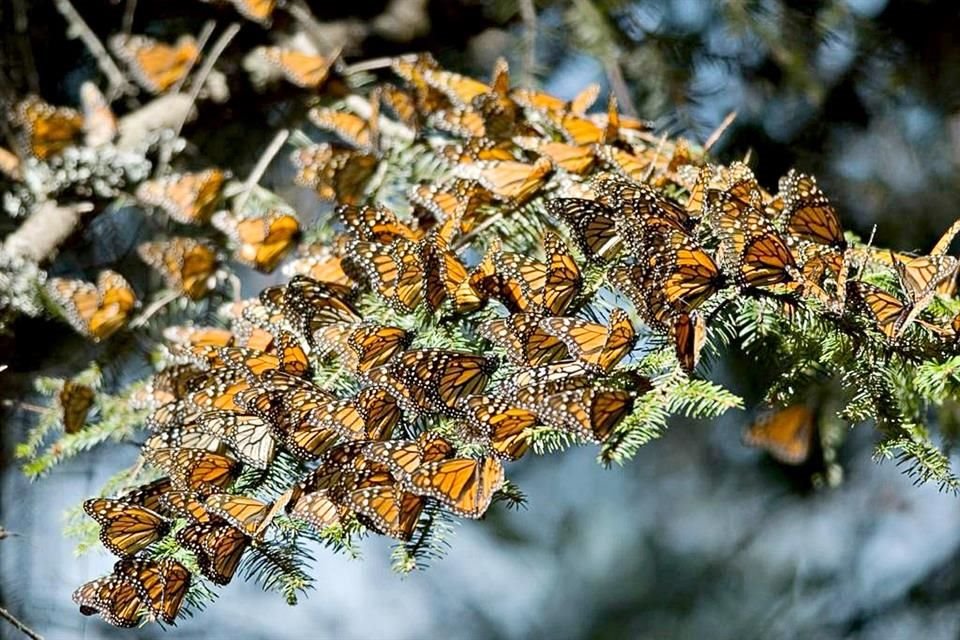 Michoacán es parte de la ruta de las mariposas monarcas, pues aquí se da este maravilloso fenómeno de migración.