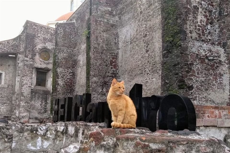 Ciervos, pavorreales, patos, tlacuaches, garzas y murciélagos son algunas especies de animales que habitan en las universidades.