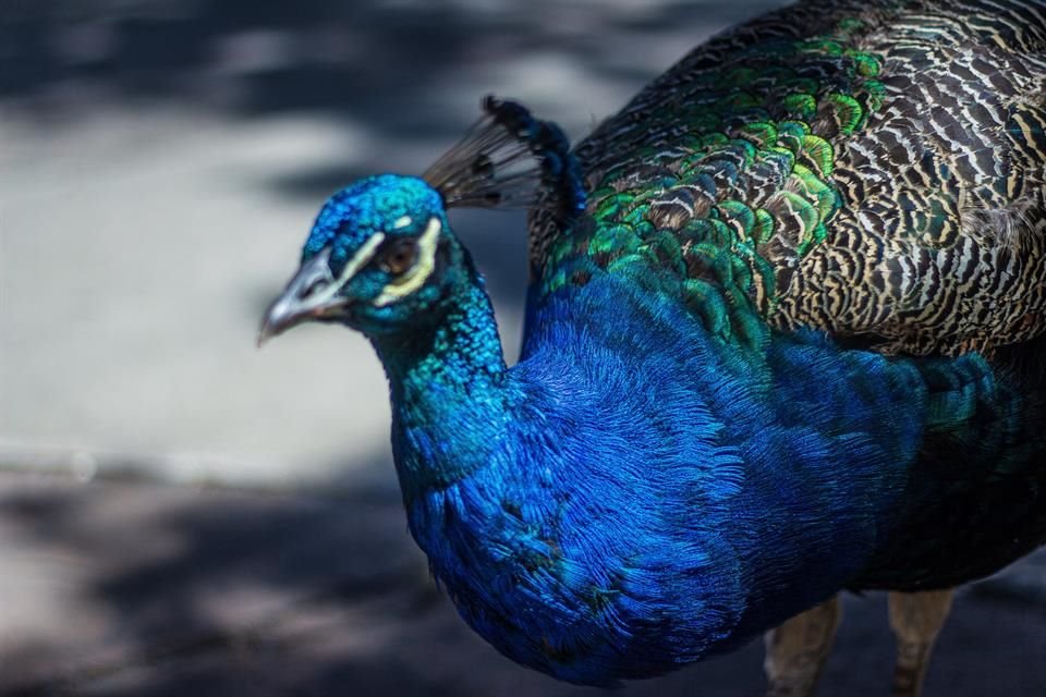 Ciervos, pavorreales, patos, tlacuaches, garzas y murciélagos son algunas especies de animales que habitan en las universidades.