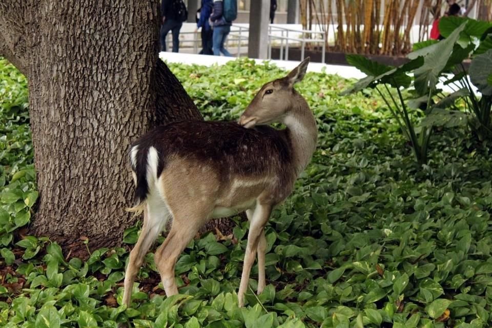 Ciervos, pavorreales, patos, tlacuaches, garzas y murciélagos son algunas especies de animales que habitan en las universidades.