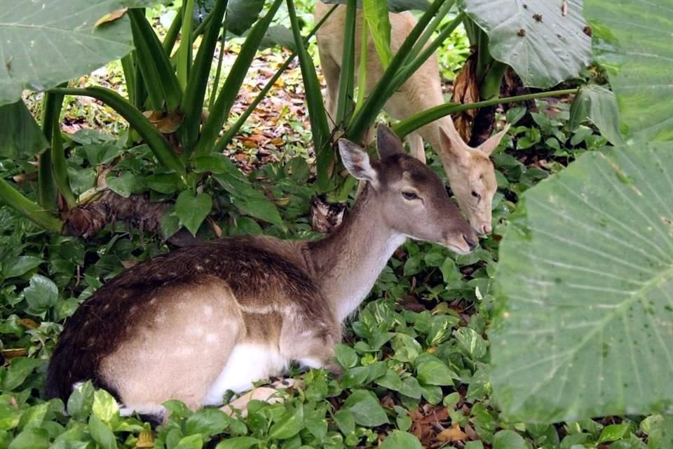 Ciervos, pavorreales, patos, tlacuaches, garzas y murciélagos son algunas especies de animales que habitan en las universidades.
